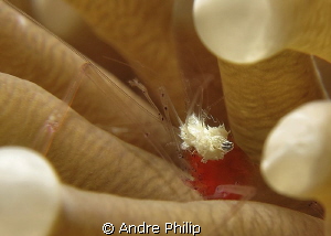 mushroom coral shrimp by Andre Philip 